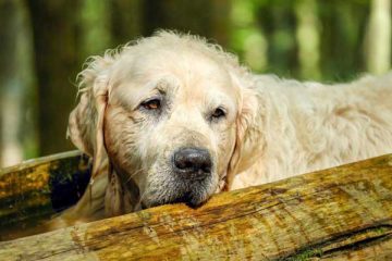 golden-retriever-gb76b77d65_1920-1024x683