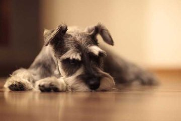 schnauzer-gebf809731_1920-1024x707