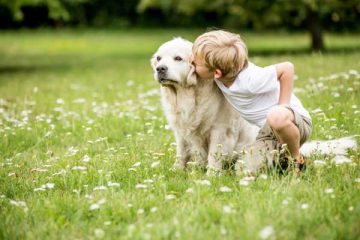 tanovea-canine-lymphoma-1024x689